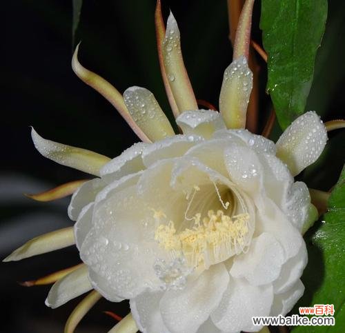 追寻仙女足迹的神秘之花 传说与花语,解读令人神往的仙女花——曼陀罗花