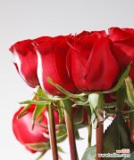 表达热情、爱情和敬意的花卉 大红色玫瑰的花语含义