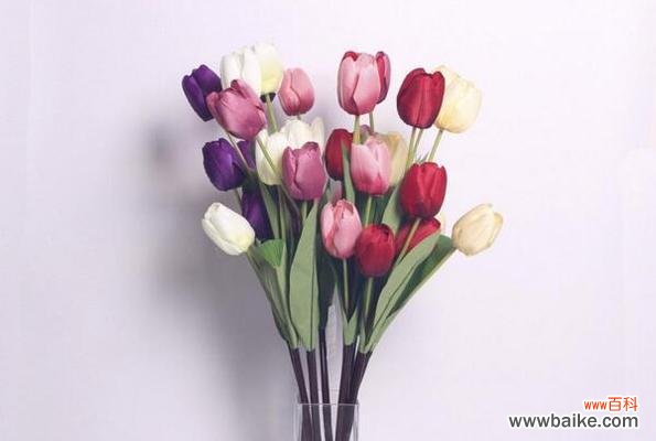探秘这朵花的神秘面纱,解读它的花语 郁金香的美丽与花语