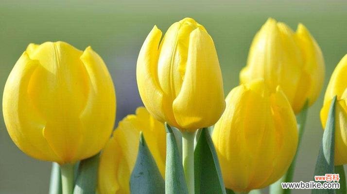 探秘这朵花的神秘面纱,解读它的花语 郁金香的美丽与花语