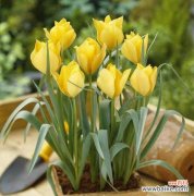 探究花语背后的文化内涵 黄郁金香的花语