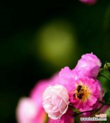 了解蔷薇花语，品味生命之美 蔷薇花语