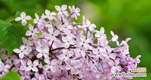 品读丁香的花语，领悟生命的真谛 丁香花语