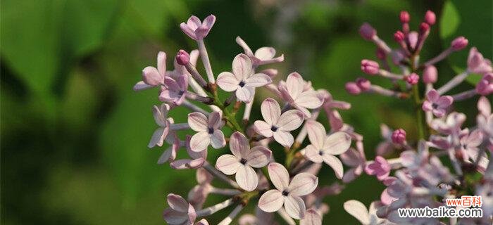 品读丁香的花语，领悟生命的真谛 丁香花语