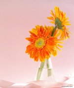 非洲菊花语的意义与文化 探秘非洲菊花语