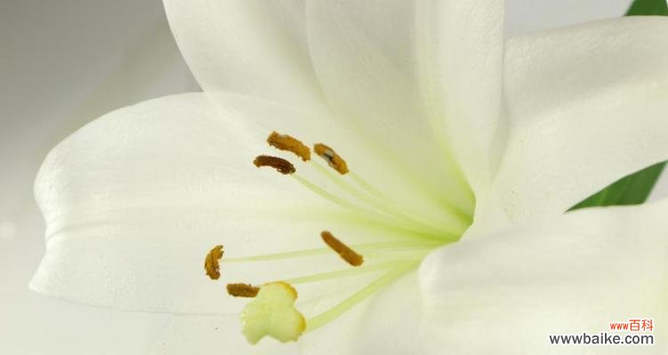 探寻百合花的代表意义与文化内涵 百合花的含义与象征