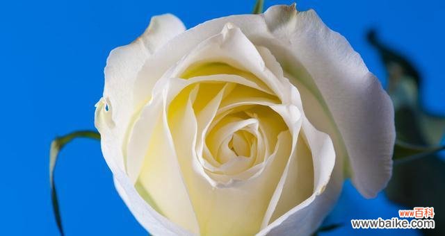 婚礼、爱情、纯洁 白色蔷薇花语