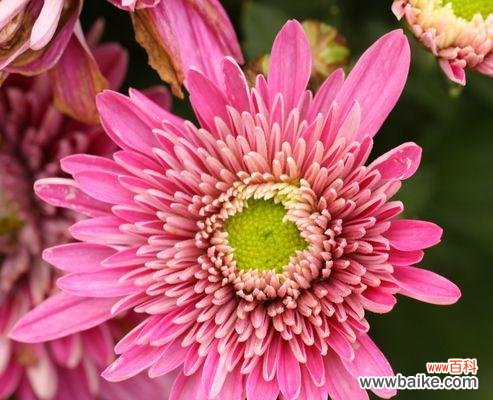 以什么花的花语是心想事成 心想事成花语解读