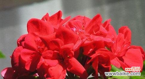 赏析妖艳中的美——探寻牡丹花的花语 妖艳花朵的魅力——以牡丹花为例