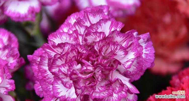 赏析妖艳中的美——探寻牡丹花的花语 妖艳花朵的魅力——以牡丹花为例