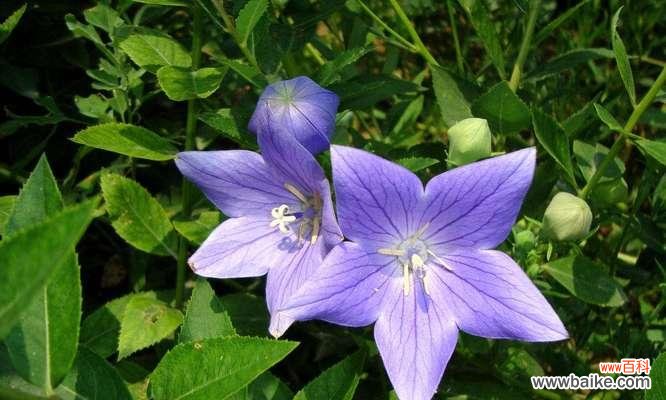 以百合花为例 花语揭示虚伪世界的真相