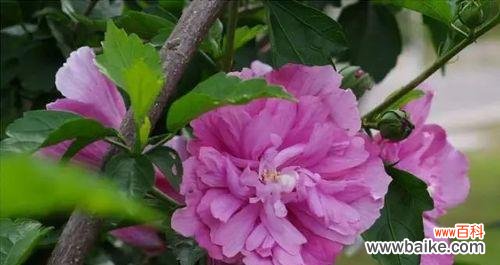 以百合花为例 花语揭示虚伪世界的真相