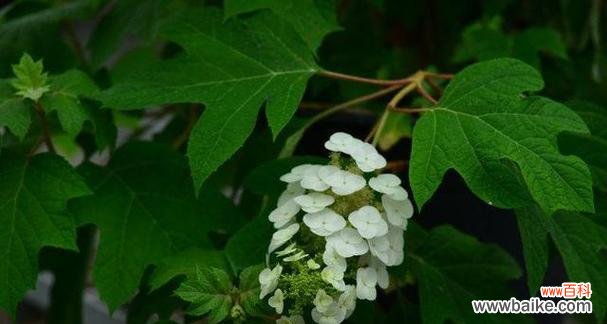 以兄妹之情 兄妹情深,花开爱满