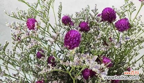 坚韧 盛开的郁金香——永不放弃的花语