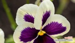 坚韧 盛开的郁金香——永不放弃的花语