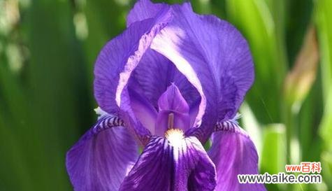 铁血梅花的花语及其与英雄精神的关联 英雄之花