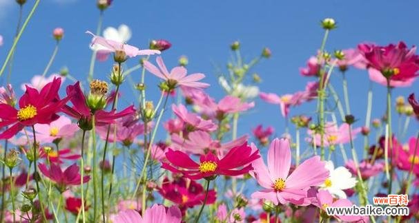 白色玫瑰花语的意义与传承 永远的誓言——以白色玫瑰花语为主题的文章