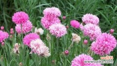 白色玫瑰花语的意义与传承 永远的誓言——以白色玫瑰花语为主题的文章