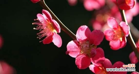 冬天 冬天的梅花