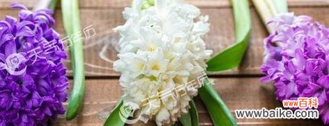 揭秘不同颜色风信子的花语与含义 风信子花语与寓意