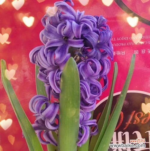 揭秘不同颜色风信子的花语与含义 风信子花语与寓意