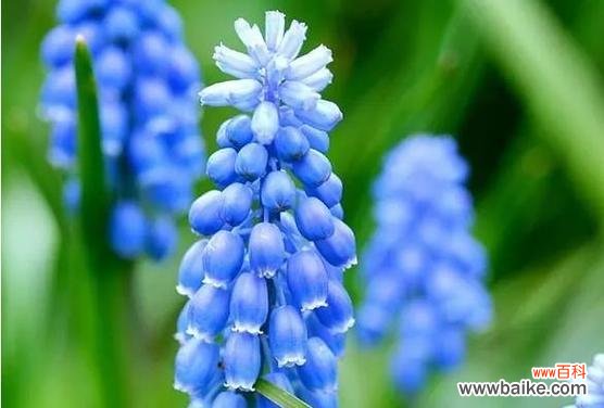 以风信子为主角 风信子的象征意义——爱情的芬芳