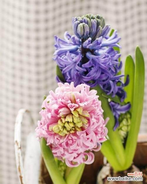 以风信子为主角 风信子的象征意义——爱情的芬芳