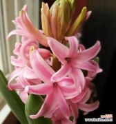 以风信子为主角 风信子的象征意义——爱情的芬芳