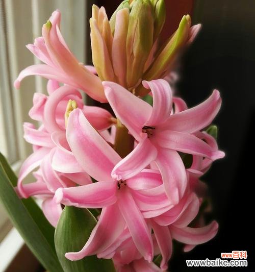 以风信子为主角 风信子的象征意义——爱情的芬芳