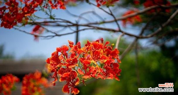 揭秘凤凰花的神秘魅力 凤凰花的美丽与寓意