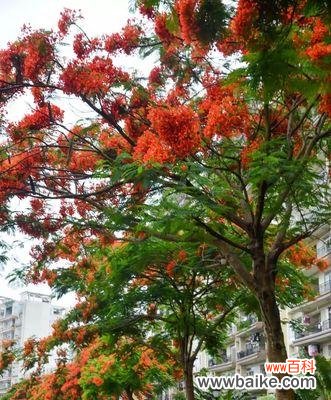 揭秘凤凰花的神秘魅力 凤凰花的美丽与寓意