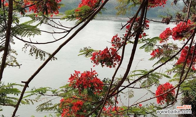 揭秘凤凰花的神秘魅力 凤凰花的美丽与寓意