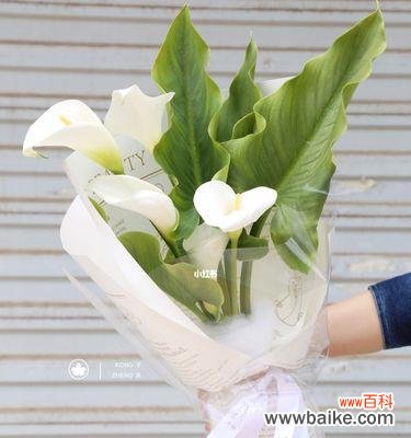 美丽的马蹄莲花 马蹄莲花语与寓意