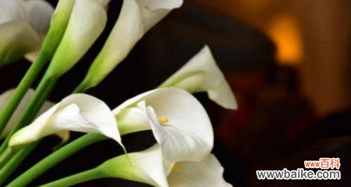 美丽的马蹄莲花 马蹄莲花语与寓意