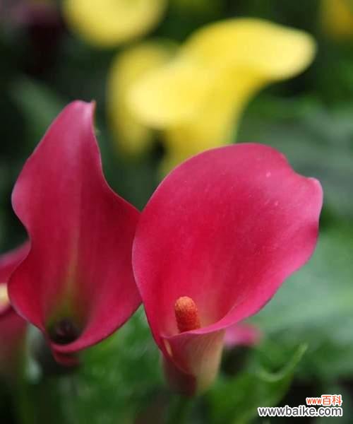 美丽的马蹄莲花 马蹄莲花语与寓意