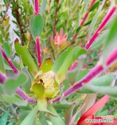 探索观音种类 观音种类与寓意