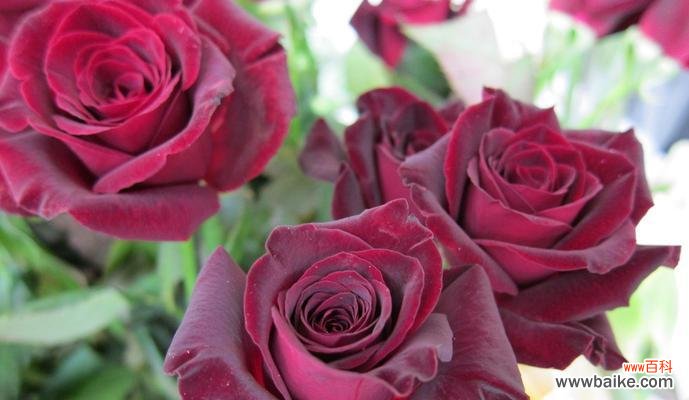 探索黑玫瑰背后的神秘与诗意 黑玫瑰的寓意与美感