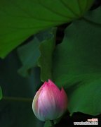 打造快速 荷花网络