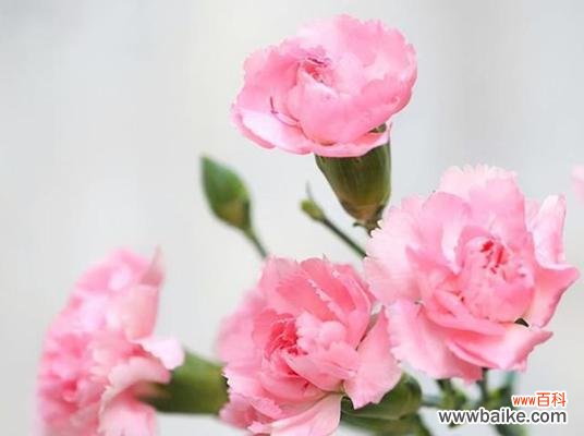 用花传递心意，黄康乃馨深情无限 黄康乃馨花语——送给最爱的你