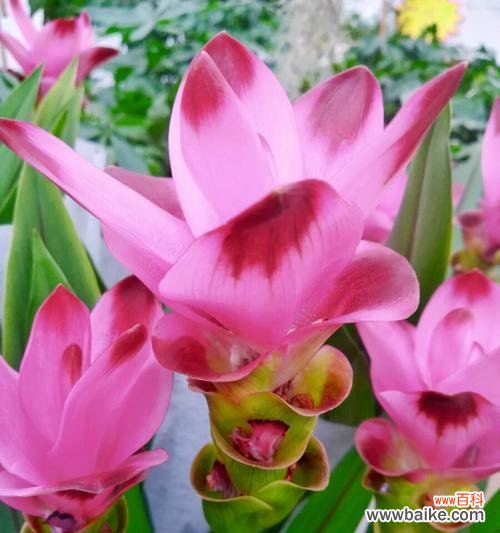 象征生命、爱情和勇气的花朵——姜荷花 姜荷花的花语与传说