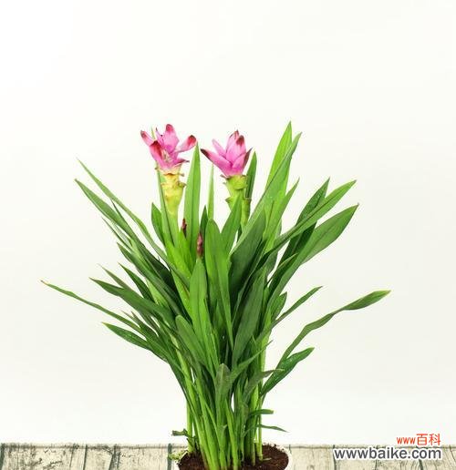 象征生命、爱情和勇气的花朵——姜荷花 姜荷花的花语与传说