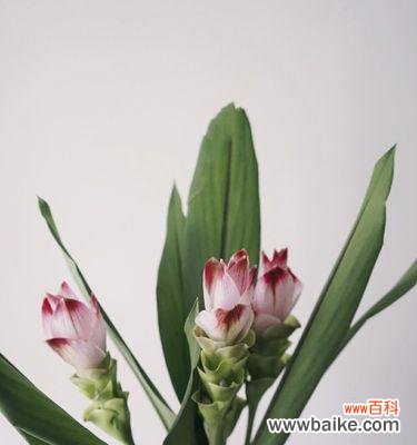 象征生命、爱情和勇气的花朵——姜荷花 姜荷花的花语与传说