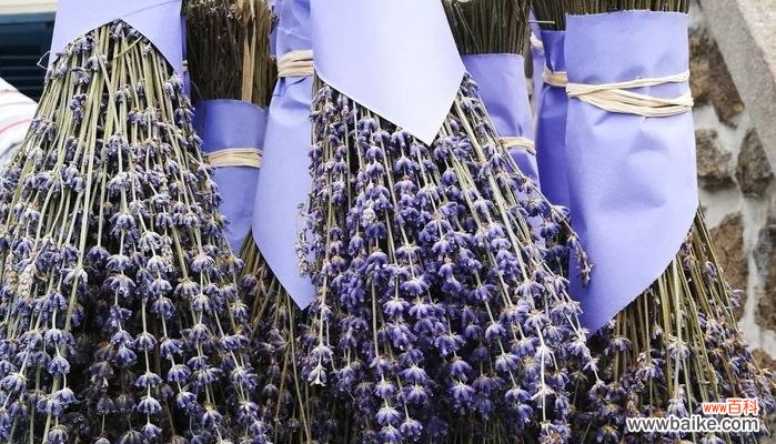 送礼佳选,传递真情 薰衣草花语与寓意