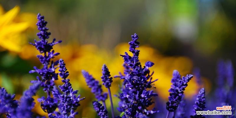 送礼佳选,传递真情 薰衣草花语与寓意