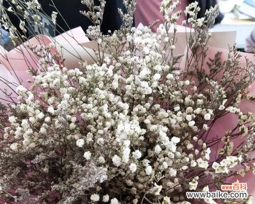 探索满天星花的深层内涵 满天星的花语与象征意义