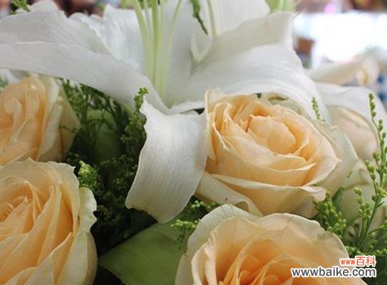 探究香槟玫瑰花的特殊含义与象征 香槟玫瑰花的花语