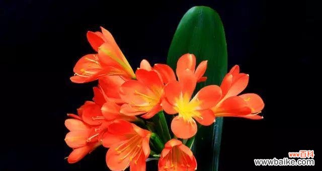 探索高雅、吉祥、君子之花 君子兰的花语与寓意