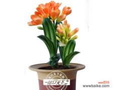 探索高雅、吉祥、君子之花 君子兰的花语与寓意