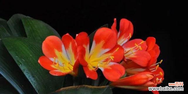 探索高雅、吉祥、君子之花 君子兰的花语与寓意