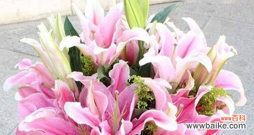 从起源到传承,从象征到寓意,一探圣诞百合的花语世界 圣诞百合——传递“祝福”的化身